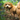 Cavapoochon Dog Breed Guide: Appearance, Personality, Training & Care Tips