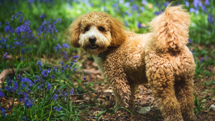 Cavapoochon Dog Breed Guide: Appearance, Personality, Training & Care ...