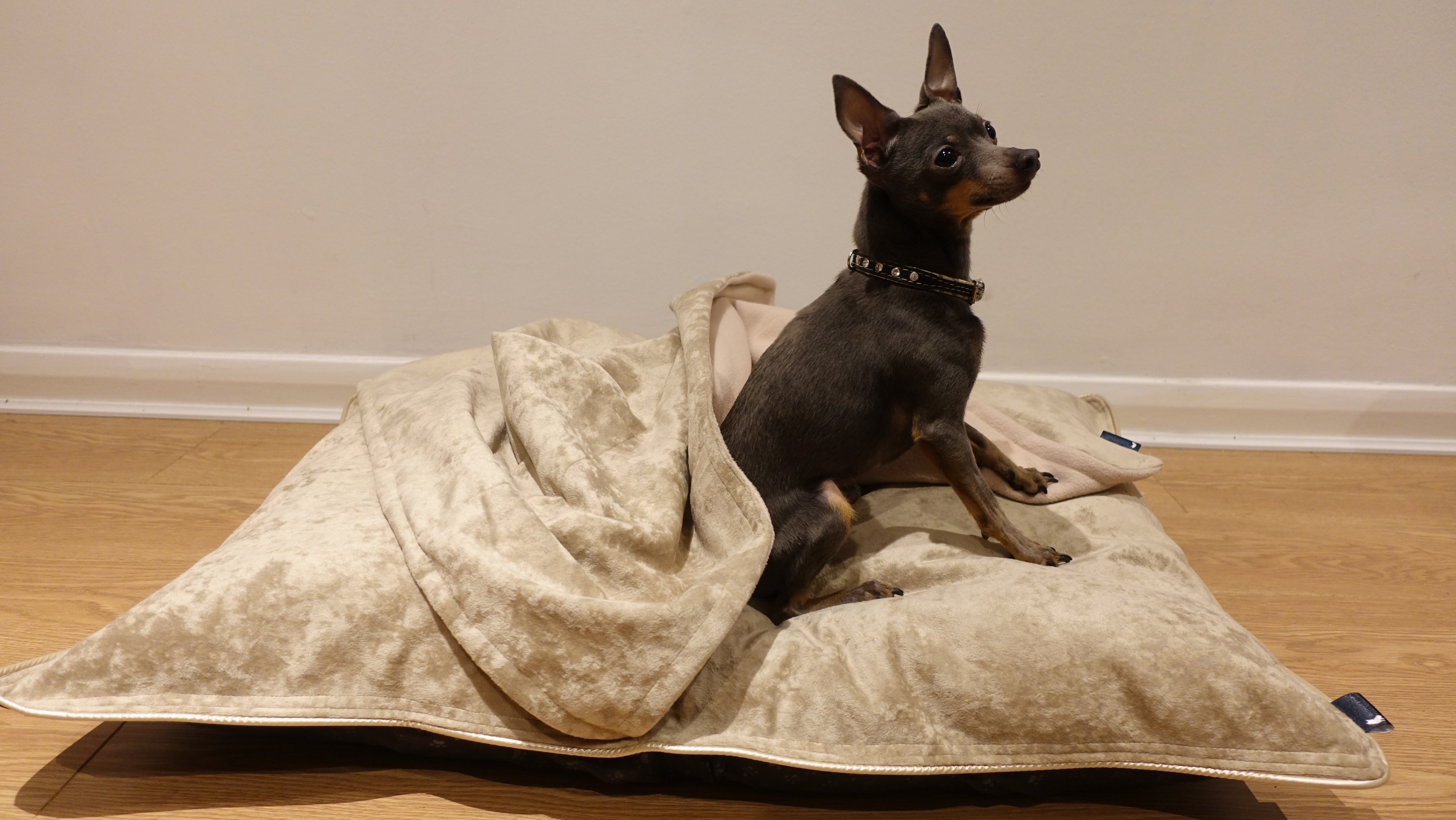 Scuff Tough Dog Bed - Latte