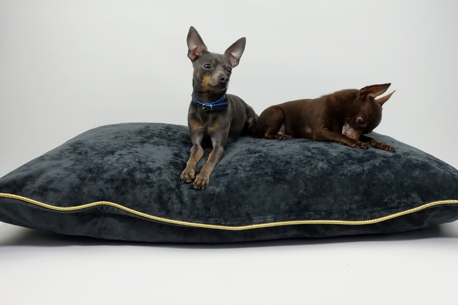 Hillfoot Paws Pet Beds Carriers and Blankets